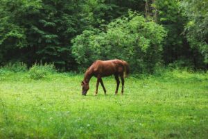 Paarden